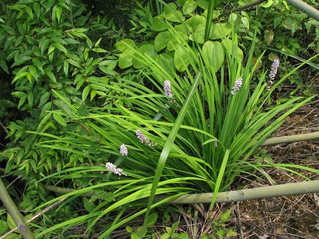 是百合科山麦冬属植物.