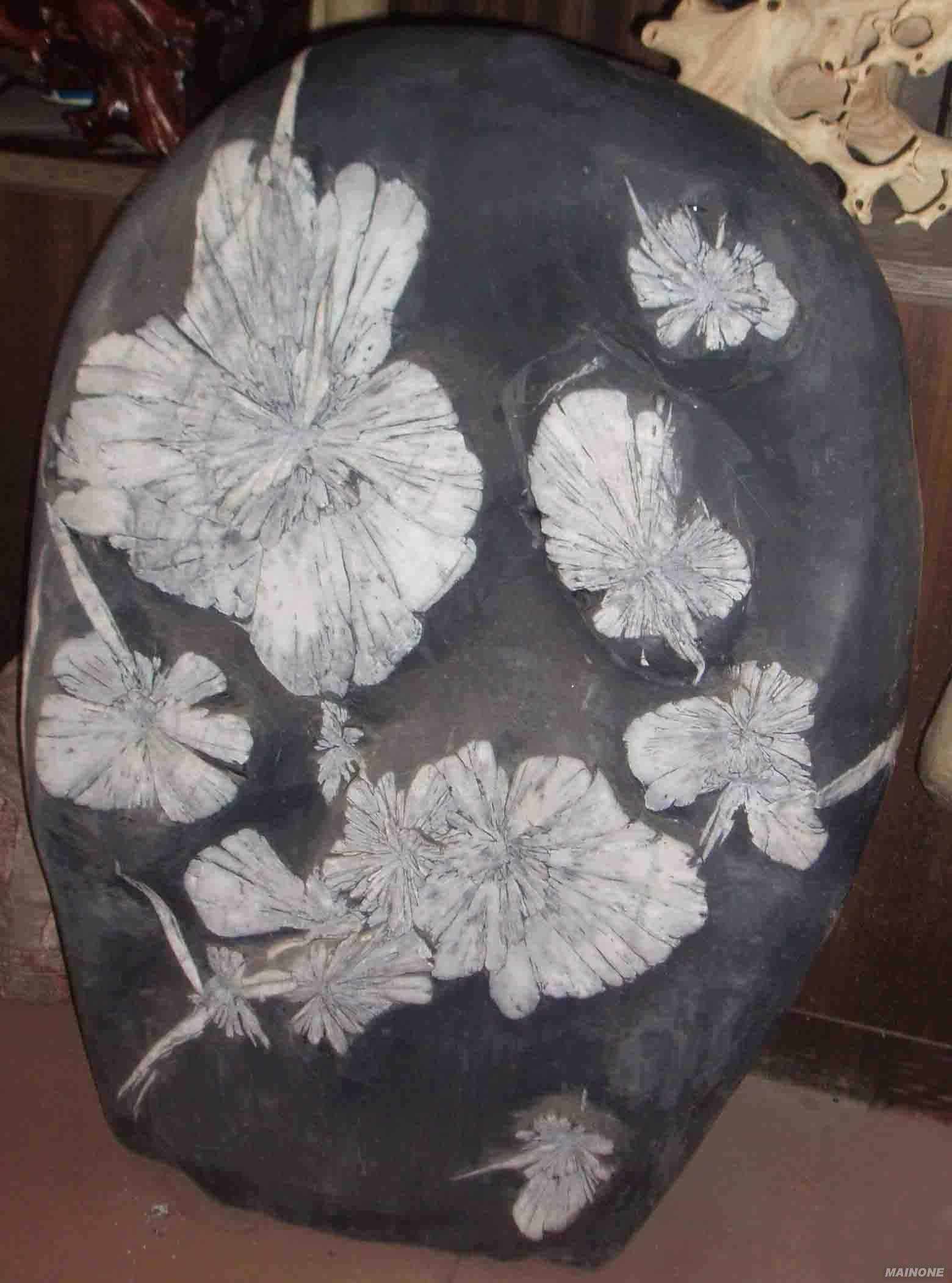  p>菊花石是生长在280万年前早二迭世下部地层中的一种天然岩石.