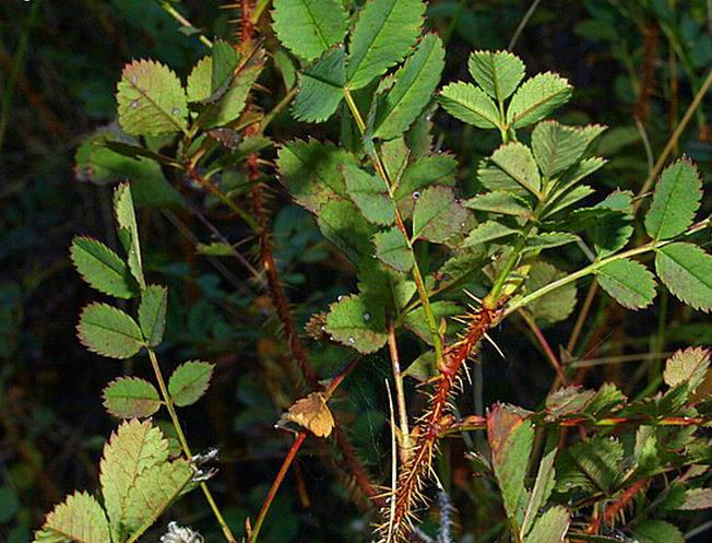  p>密刺蔷薇(学名: i>rosa spinosissima /i>  l.