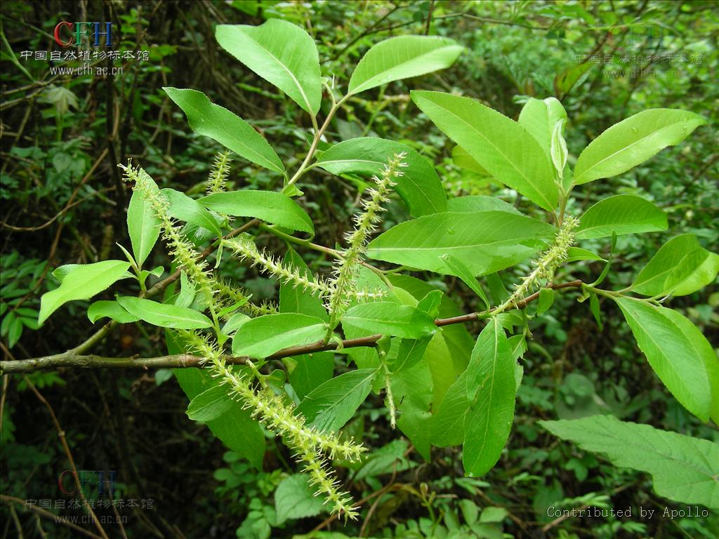  p>南川柳(学名: i>salix rosthornii /i> seemen )是杨柳科,柳属乔木