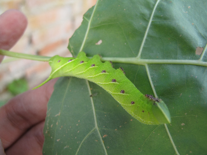  p>蓝目天蛾( i>smeritus planus /i>&nbsp;walker,1856)是天蛾科