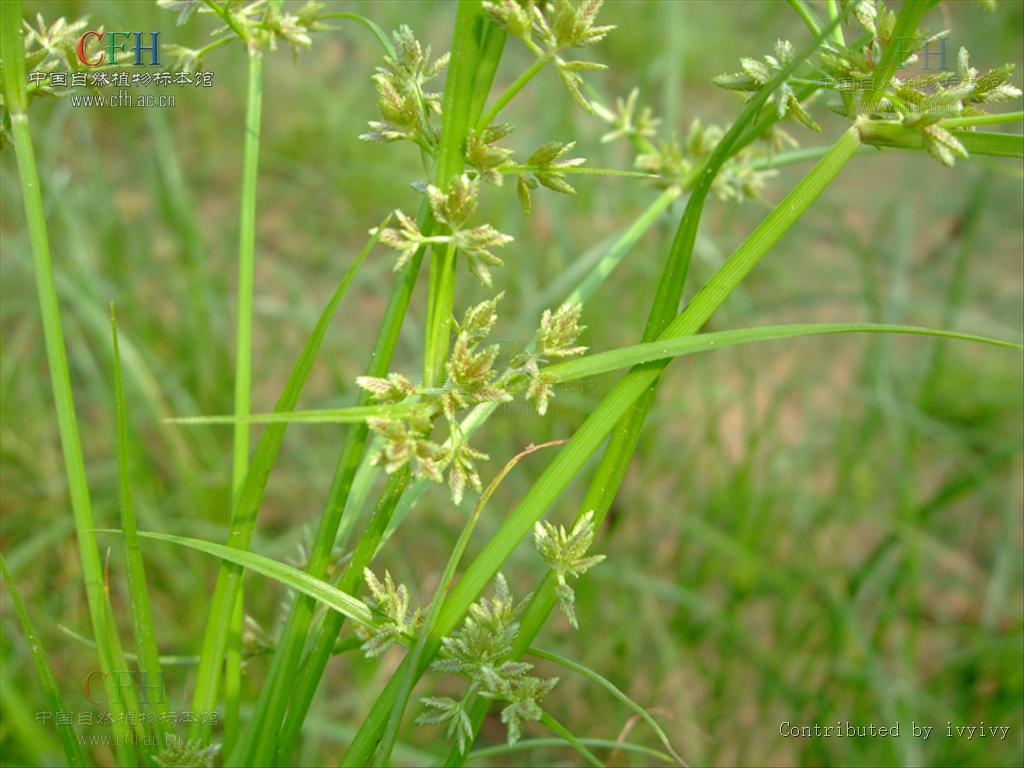  p>褐穗莎草(学名:cyperus fuscus linn. sp. pl. ed.