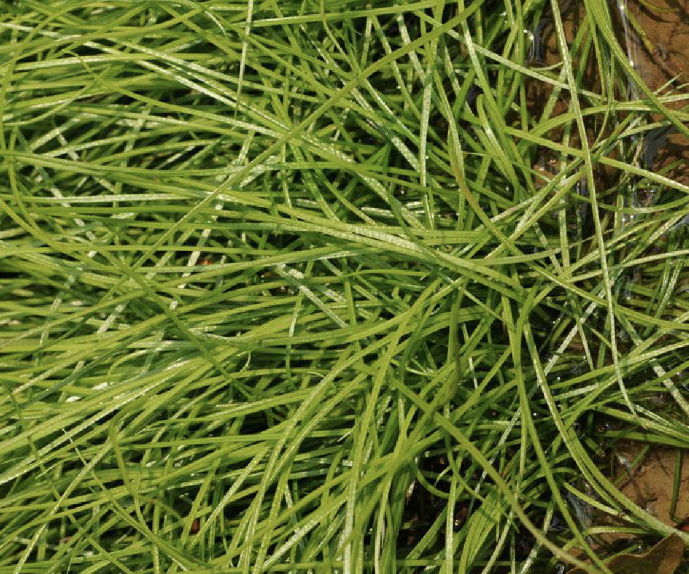  p>中华水韭(学名: i>isoetes sinensis  /i>palmer)是水韭科水韭属