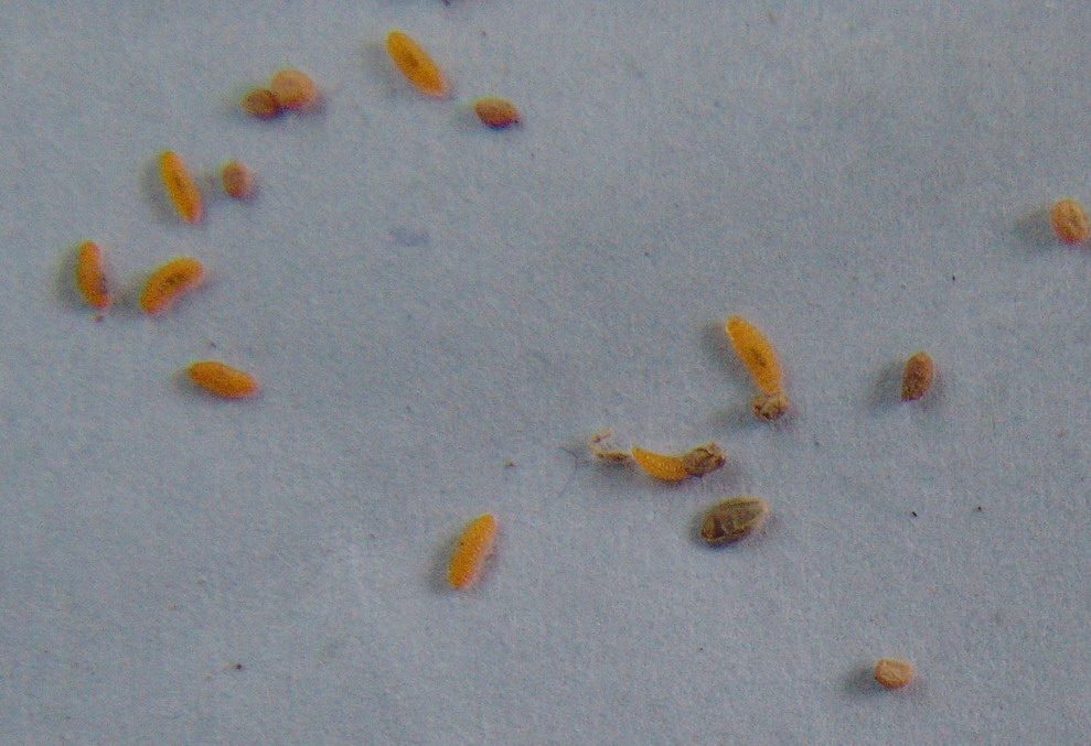 主要有麦黄吸浆虫和麦红吸浆虫两种