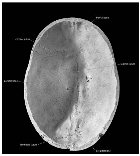 硬脑膜分为两层:外层是颅骨内面富含血管和神经的骨膜;内层伸入大脑和