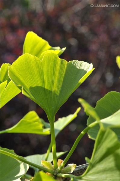  p>银杏(学名: i>ginkgo biloba  /i> l.)是银杏科,银杏属植物.