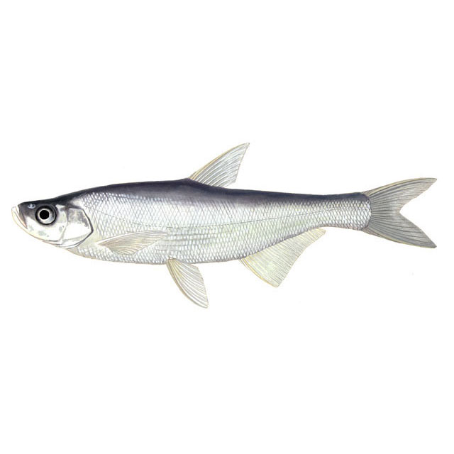  p>翘嘴鲌(学名: i>culter alburnus /i>)是鲤科,鮊属鱼类.