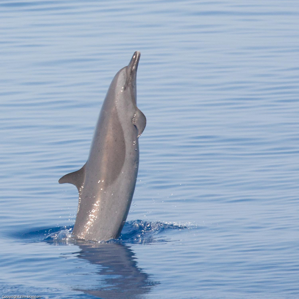 pantropical spotted dolphin
