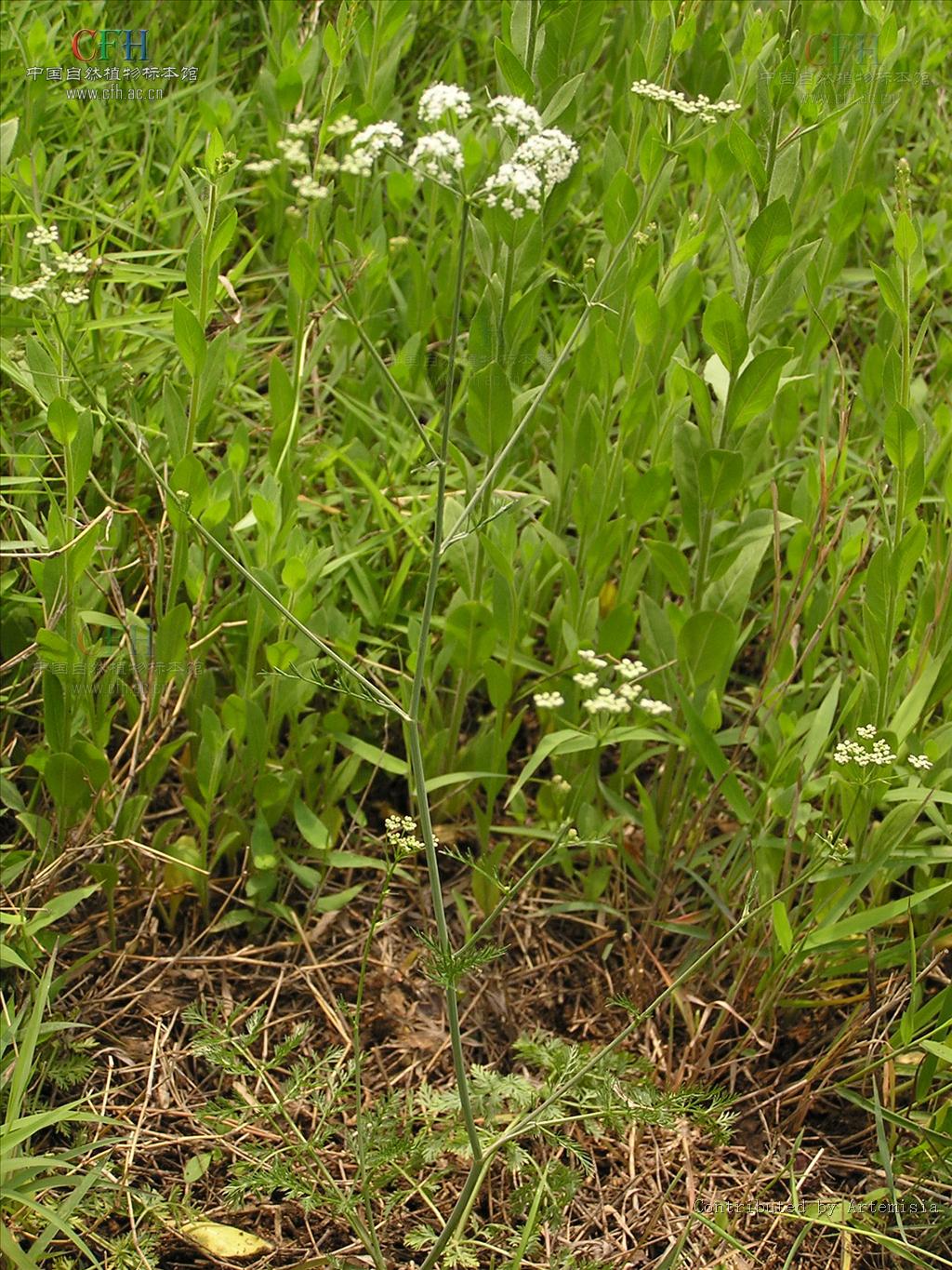  p>葛缕子(学名: i>carum carvi /i> l.