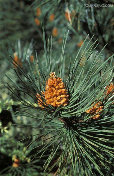  p>松属(拉丁学名:pinus linn) a data-lemmaid="3069319">松科 /a>