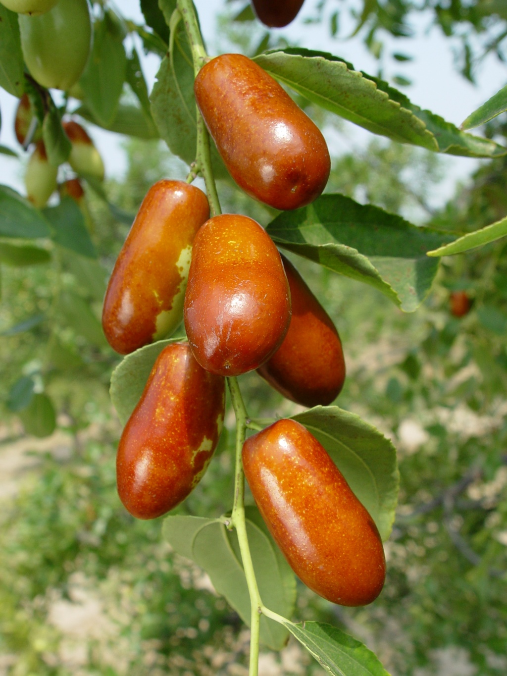 尜尜枣是河北省张家口市宣化区河子西乡陈家庄村的特产尜尜枣别名嘎