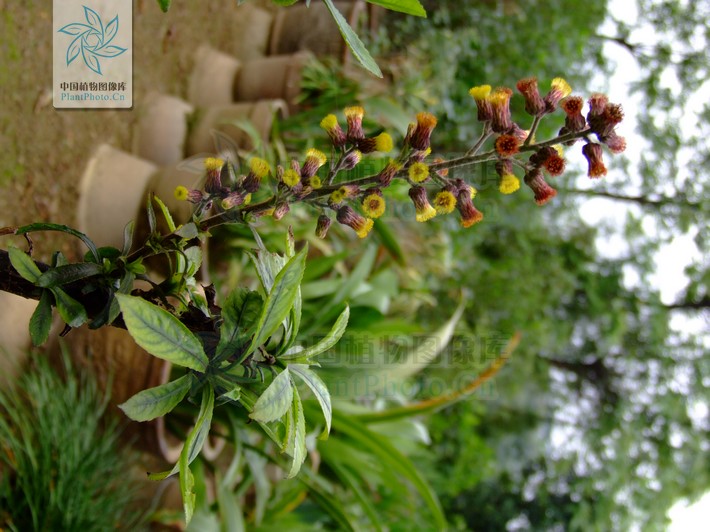  p data-id="gnx6cn7oqc">千头艾纳香,又名火油草,走马风.