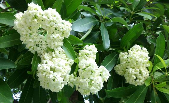  p>糖胶树(学名: i>alstonia scholaris /i> (l.)r. br.