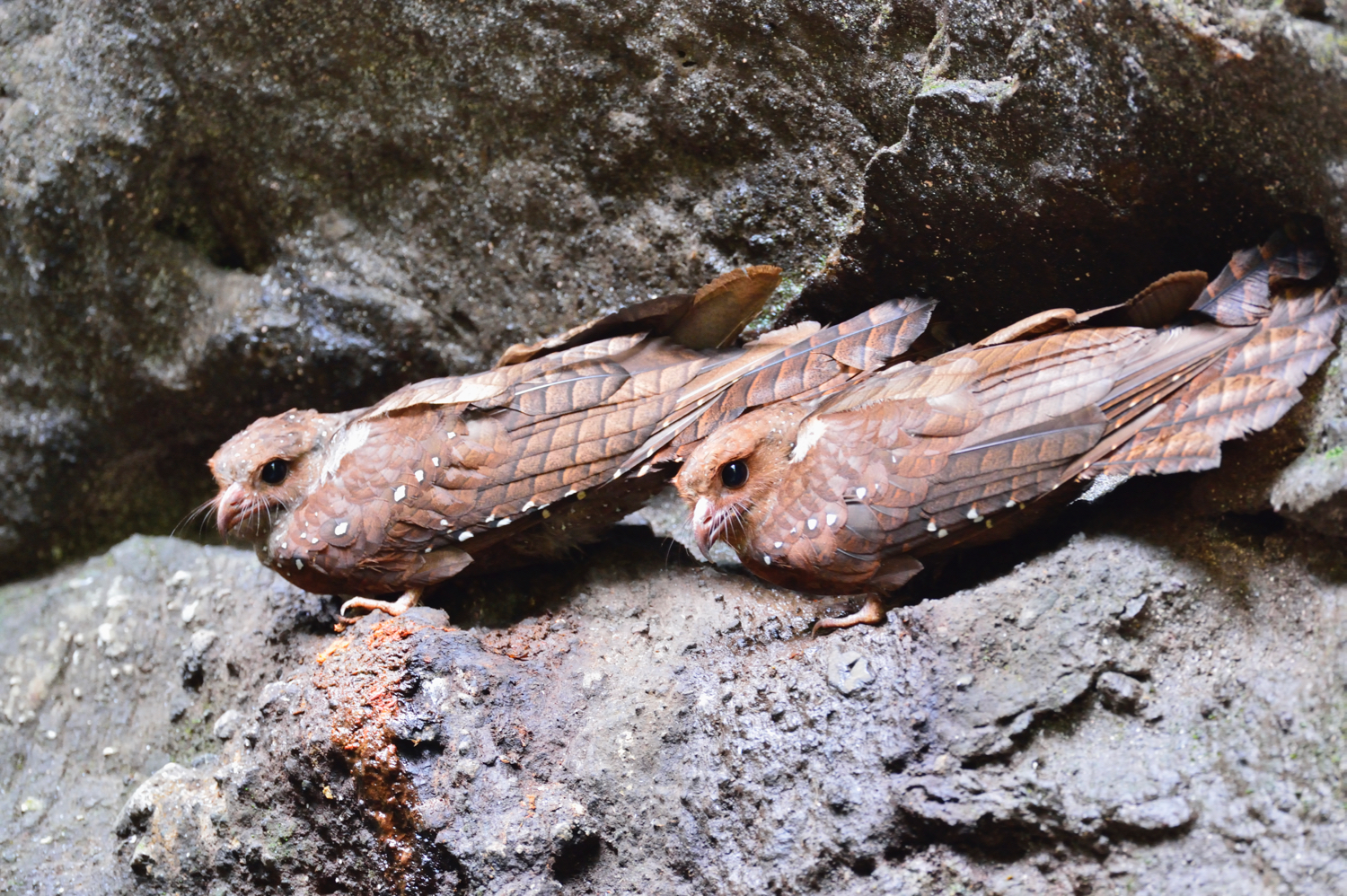  p>油鸱(学名:steatornis caripensis )是 a href="#">夜鹰目 /a> a