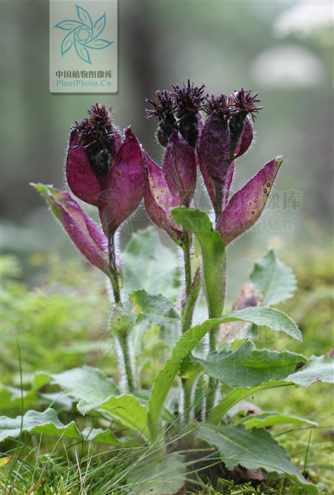  p>紫苞雪莲(学名:saussurea iodostegia hance)为 a href="#" data