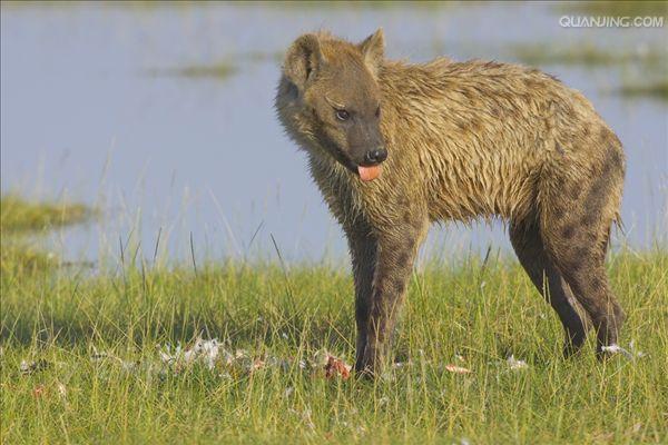  p>斑鬣狗(学名: i>crocuta crocuta /i>):又名斑点鬣狗,体长约95-160