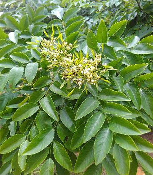 降香 豆科黄檀属乔木 百度百科