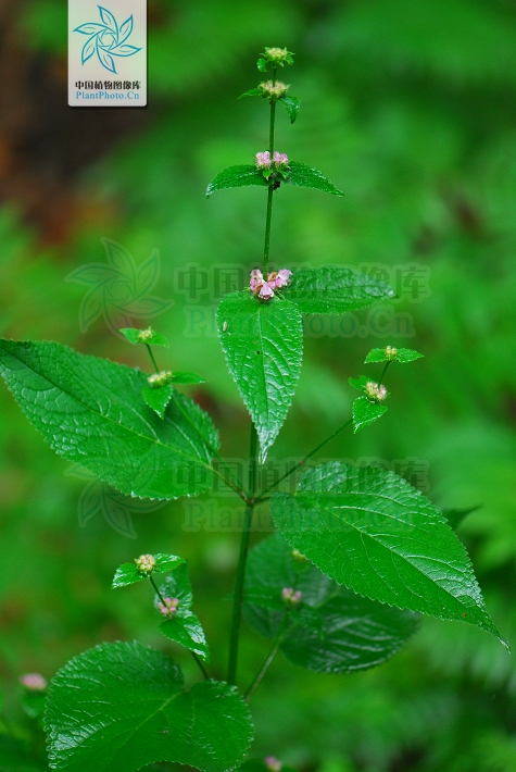  p>大叶糙苏(学名: i>phlomis maximowiczii /i> regel)是唇形科糙苏