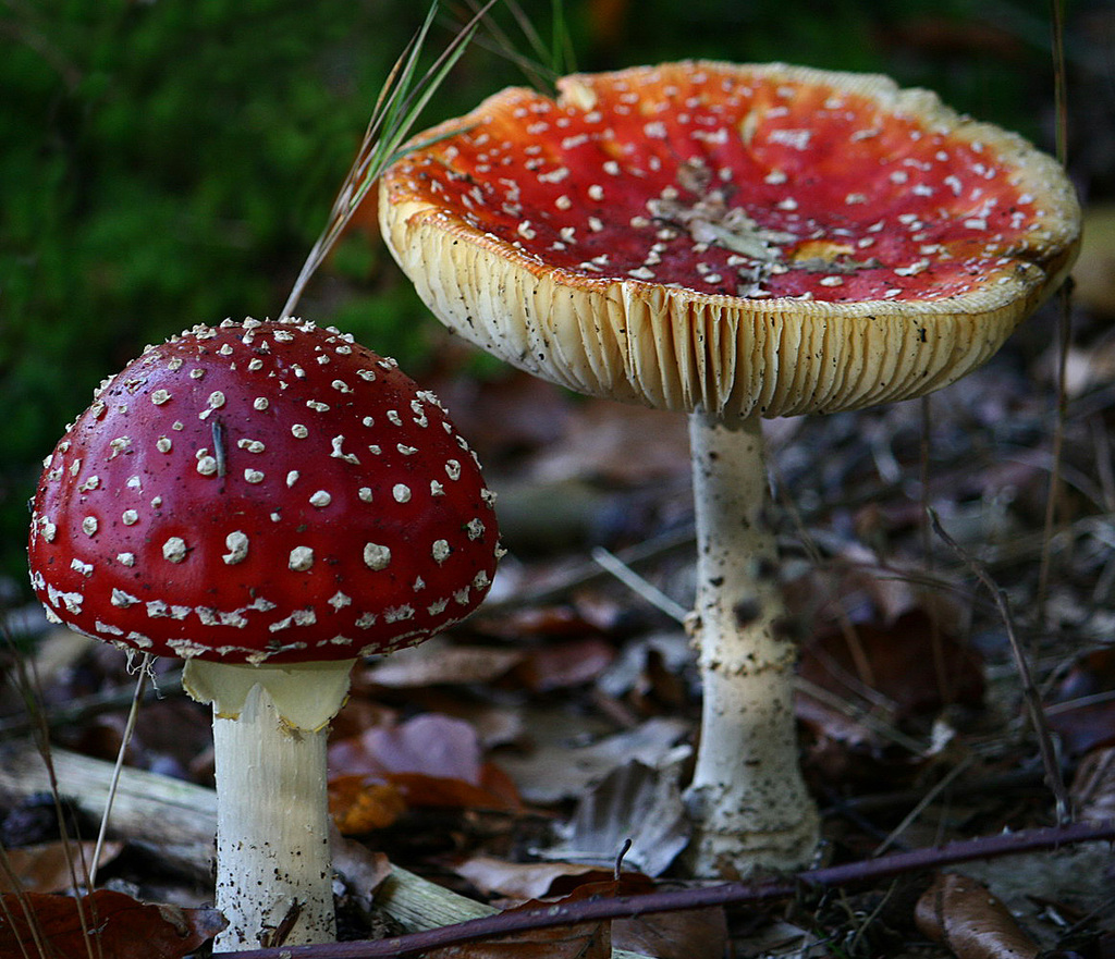  p>真菌门(eumycota;mycobionta) a href="#" data-lemmaid="1622660"