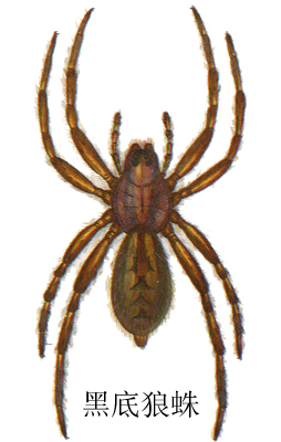 黑底狼蛛