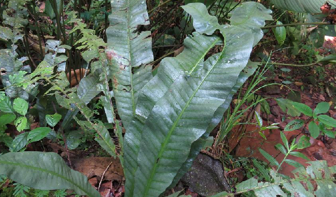 microsorum zippelii (blume) ching