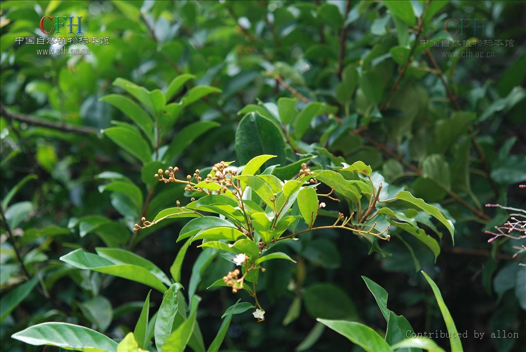  p>丁公藤属(学名:erycibe roxb.