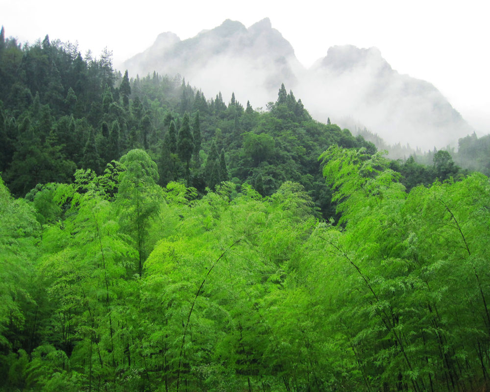三峡竹海风景区