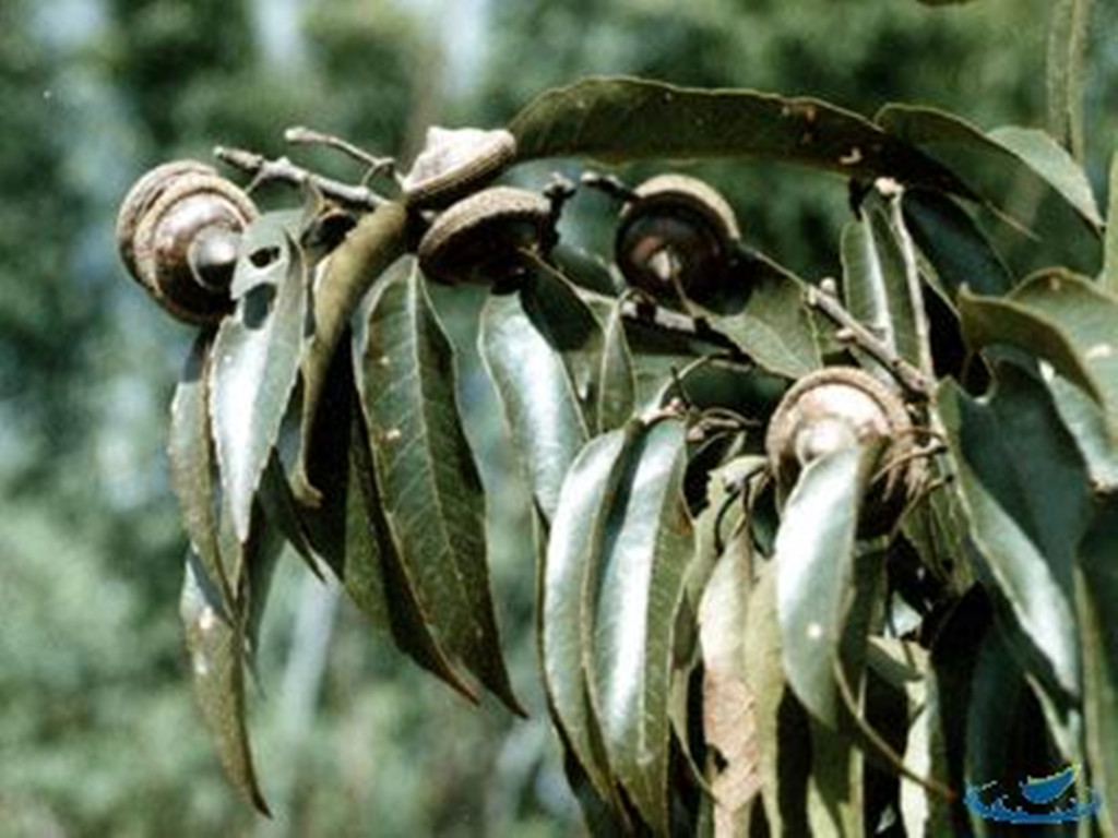  p>扁果青冈为青冈属下 a target="_blank" href="/item/常绿乔木