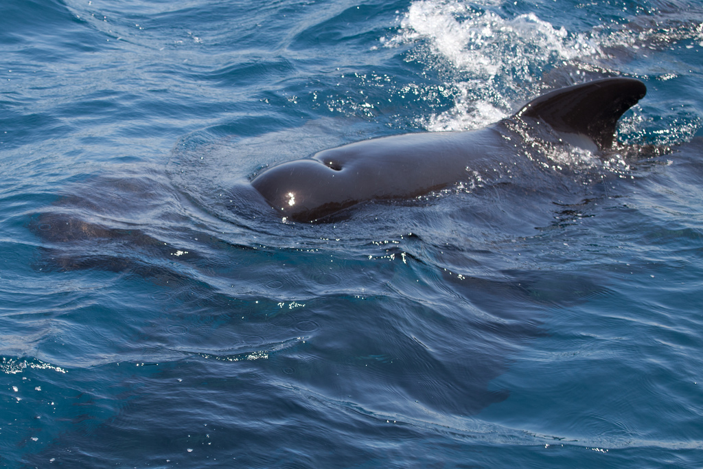 long-finned pilot whale