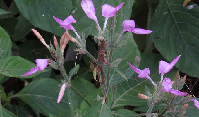  p>观音草属(学名:peristrophe)是爵床科下一个属,约15-40种,主产亚洲