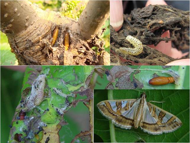  p>桑树 a href="#">桑螟 /a>, i>diaphania pyloalis /i> (walker)