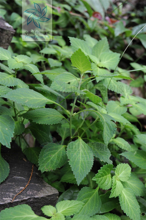  p>白毛假糙苏,paraphlomis albida hand.-mazz.