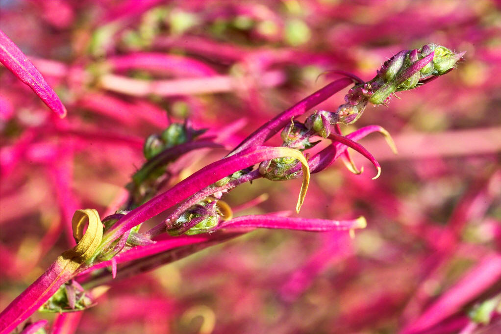 kochia scoparia (l.) schrad.
