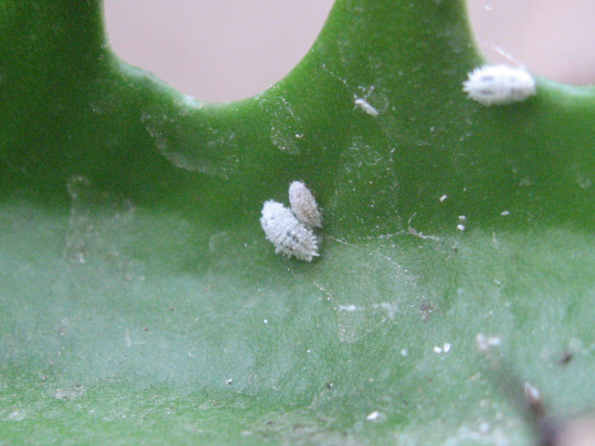  p>扶桑绵粉蚧(phenacoccus solenopsis tinsley)属 a href="#" data