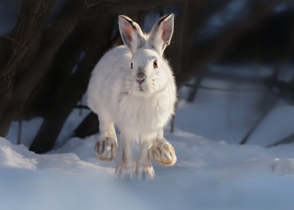 lepus americanus