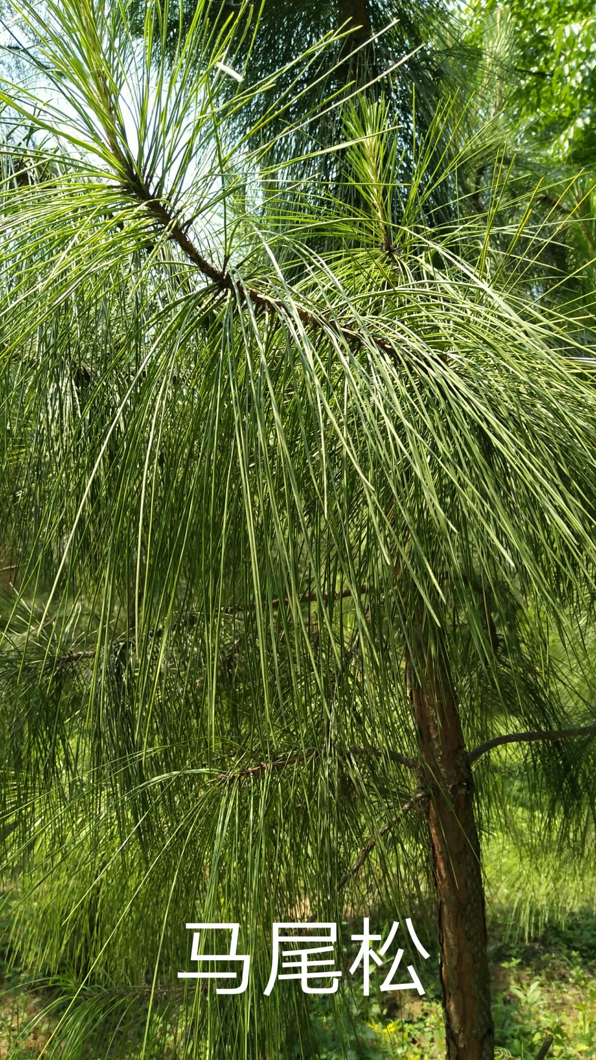 松科/3069319" data-lemmaid="3069319">松科 /a>植物华山松 i>pinus