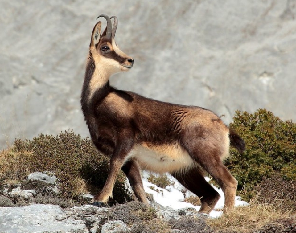 rupicapra pyrenaica
