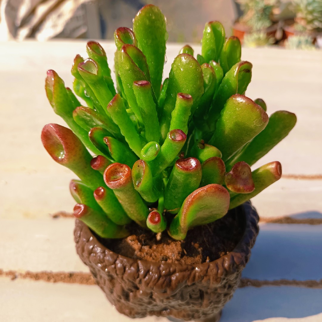 筒叶花月
