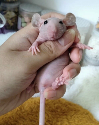 花枝鼠_百度百科