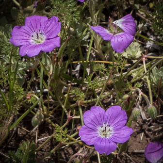 Geranium multisectum_百度百科