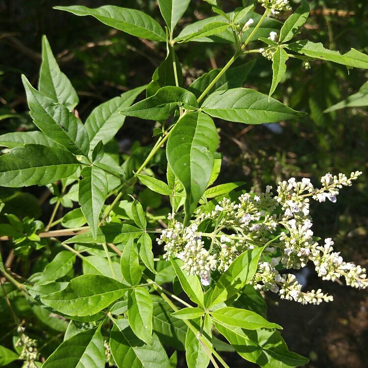 data-ctrid="tzq4zhvnnifk">布惊是马鞭草科牡荆属的多年生落叶灌木或