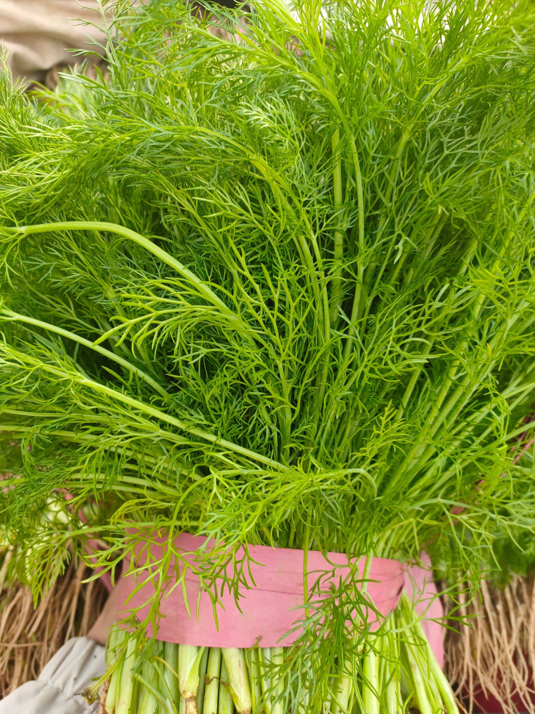 伞形科茴香属草本植物,茎光滑直立,灰绿色或苍白色,多分枝;花柄纤细