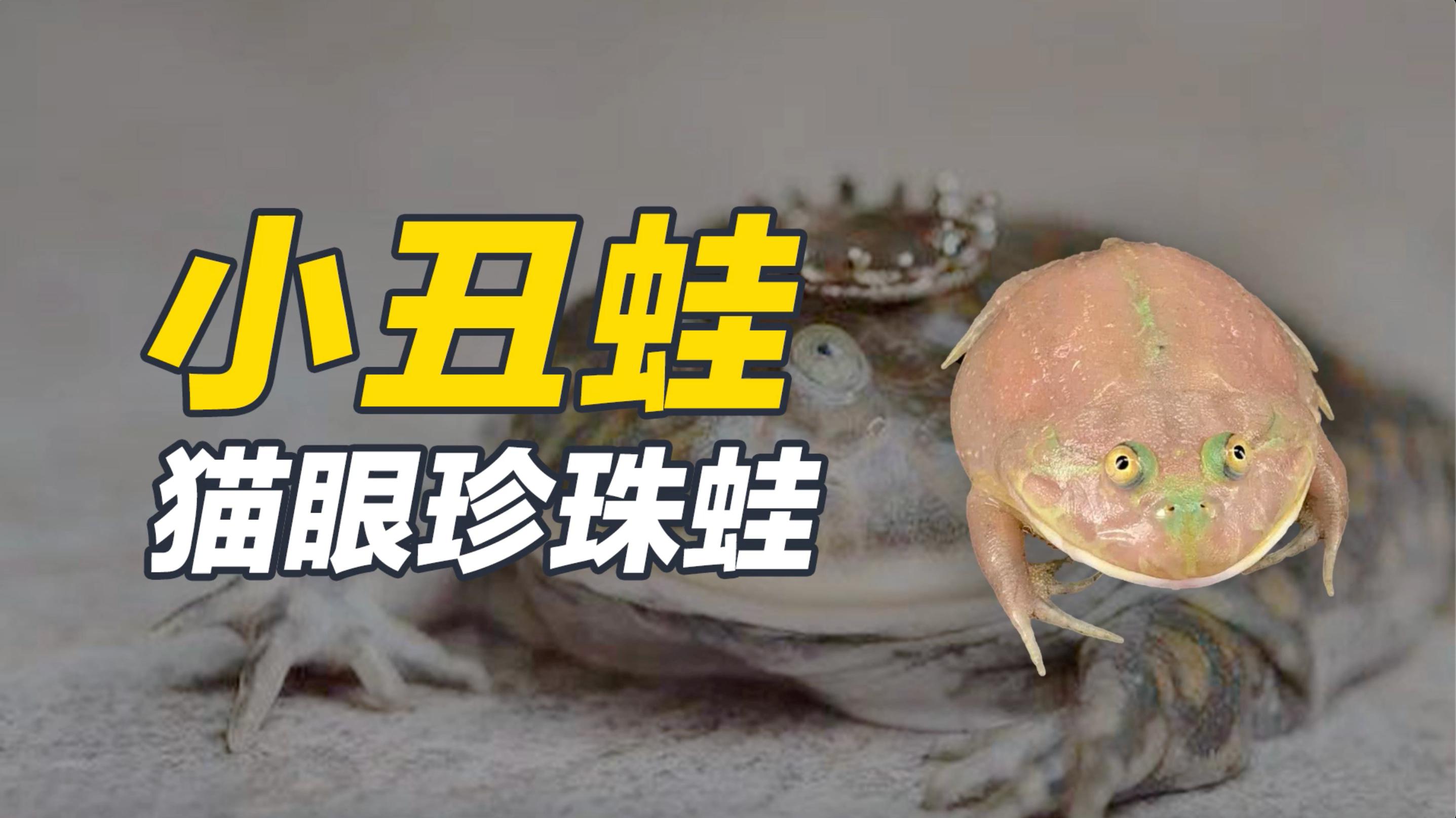 小丑蛙,猫眼珍珠蛙