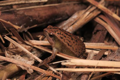  p>花细狭口蛙(学名: i>kalophrynus interlineatus /i>)是姬蛙科,细