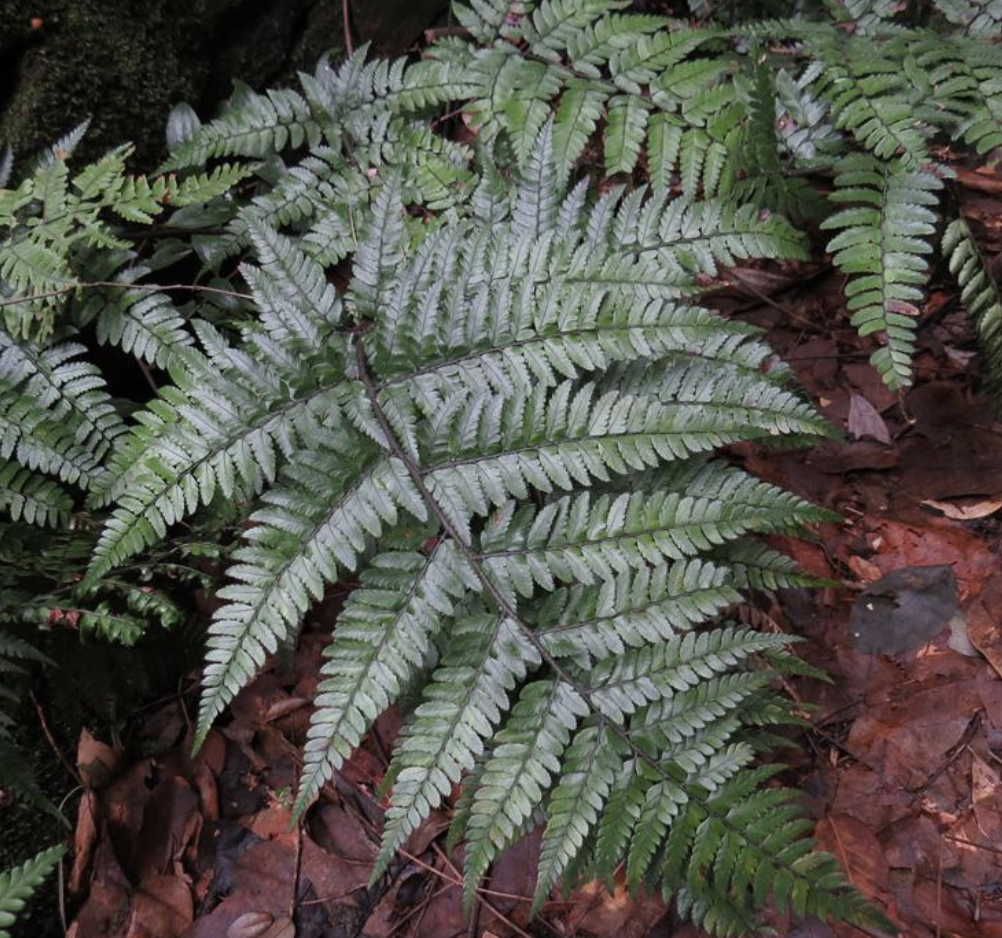  p>中华复叶耳蕨(学名: i>arachniodes chinensis /i> (rosenst.