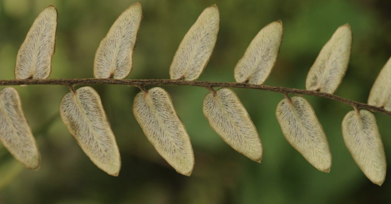 r.m. tryon)是裸子蕨科,金毛裸蕨属植物.