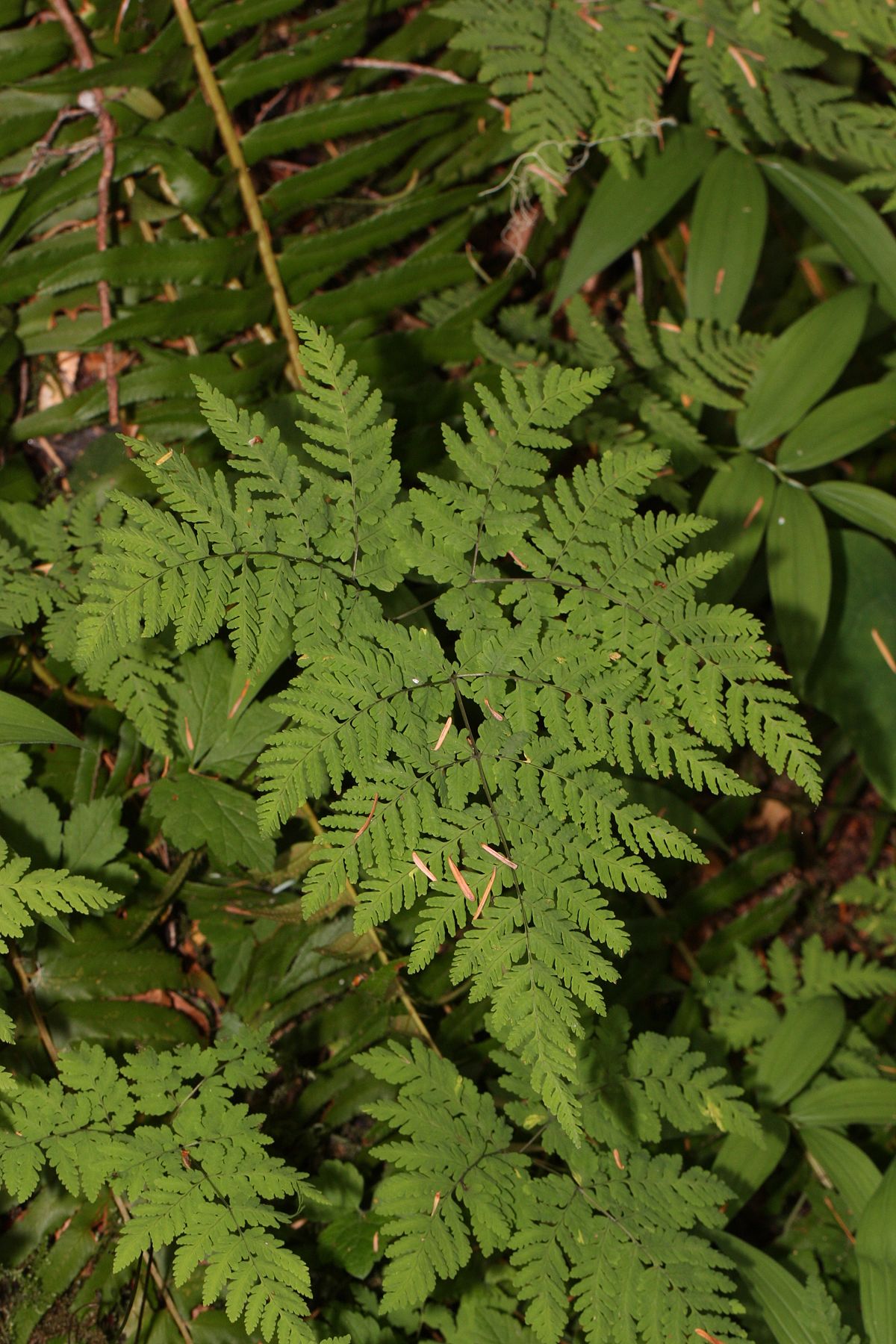  p>欧洲羽节蕨(学名: i>gymnocarpium dryopteris /i> (l.