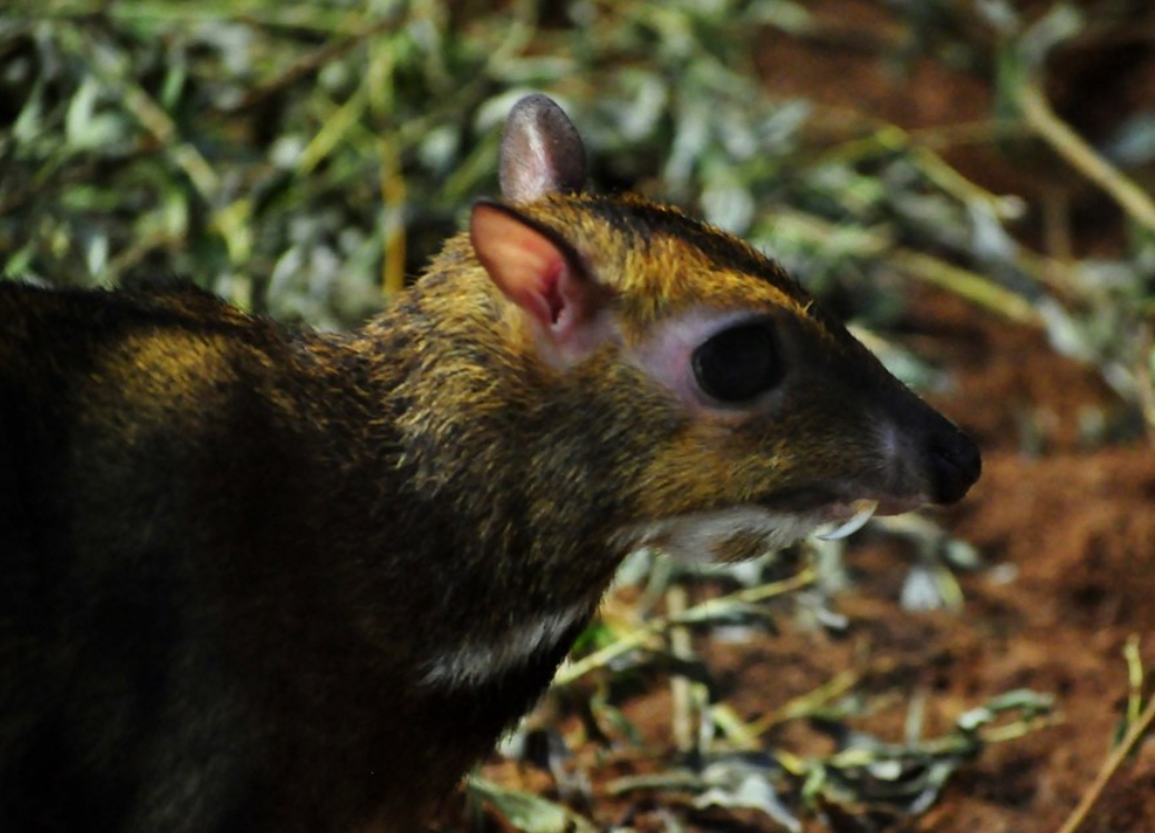philippine mouse-deer