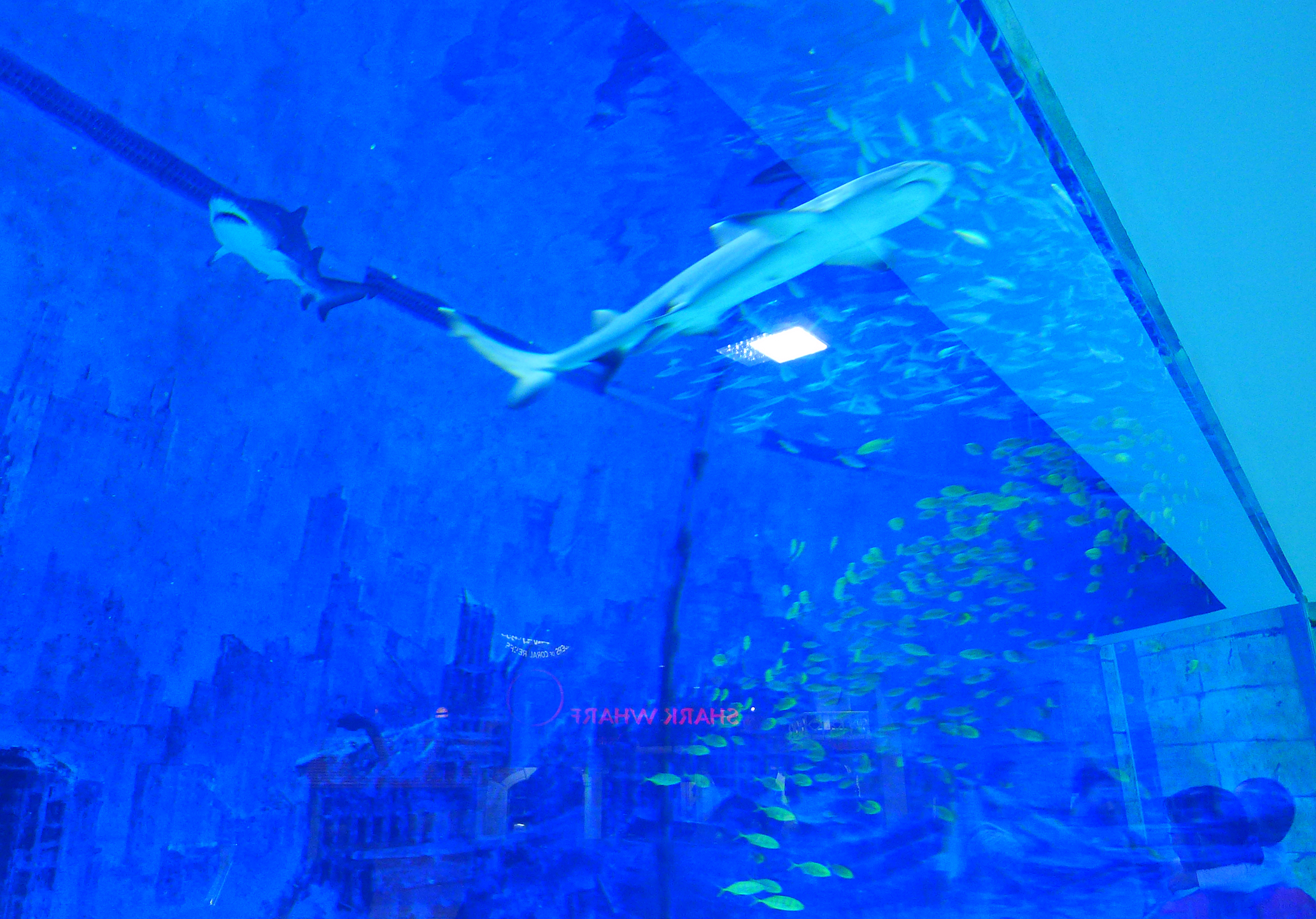  p>北京工体富国海底世界是 a href="#" data-lemmaid="1122445">中国