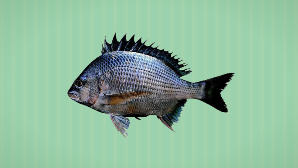 黑鲷:黑鲷属鱼类